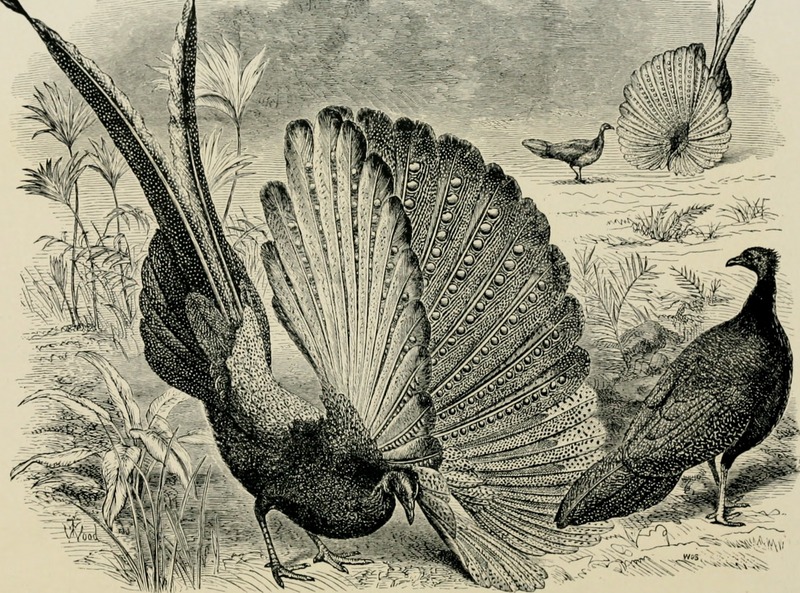 great argus pheasant (Argusianus argus); DISPLAY FULL IMAGE.