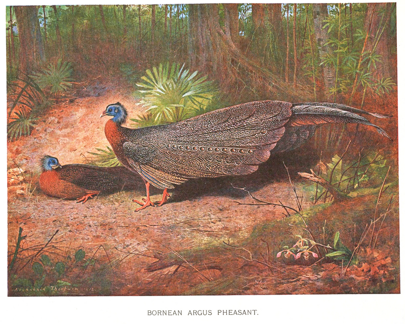 great argus pheasant (Argusianus argus); DISPLAY FULL IMAGE.