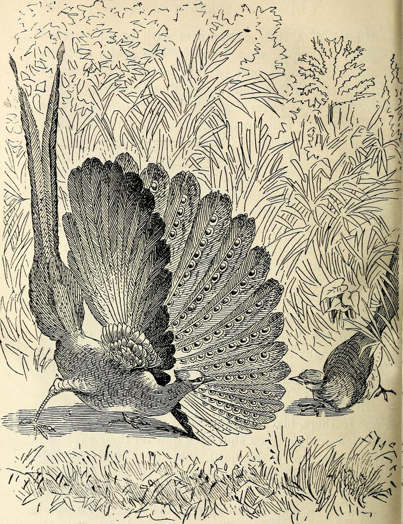 great argus pheasant (Argusianus argus); DISPLAY FULL IMAGE.