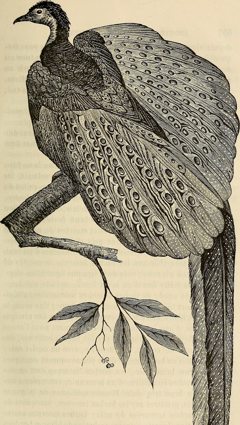 great argus pheasant (Argusianus argus); DISPLAY FULL IMAGE.