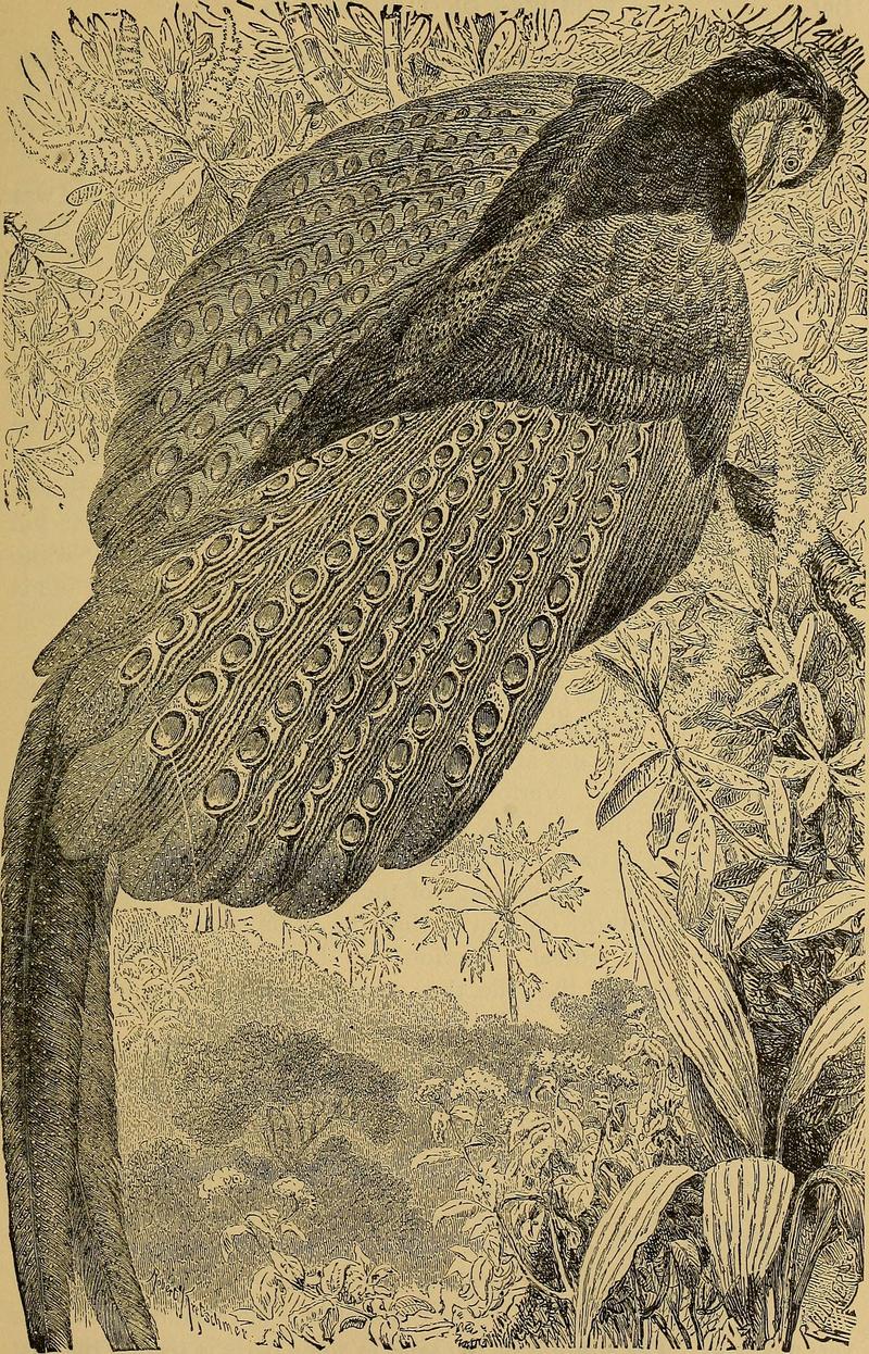 great argus pheasant (Argusianus argus); DISPLAY FULL IMAGE.
