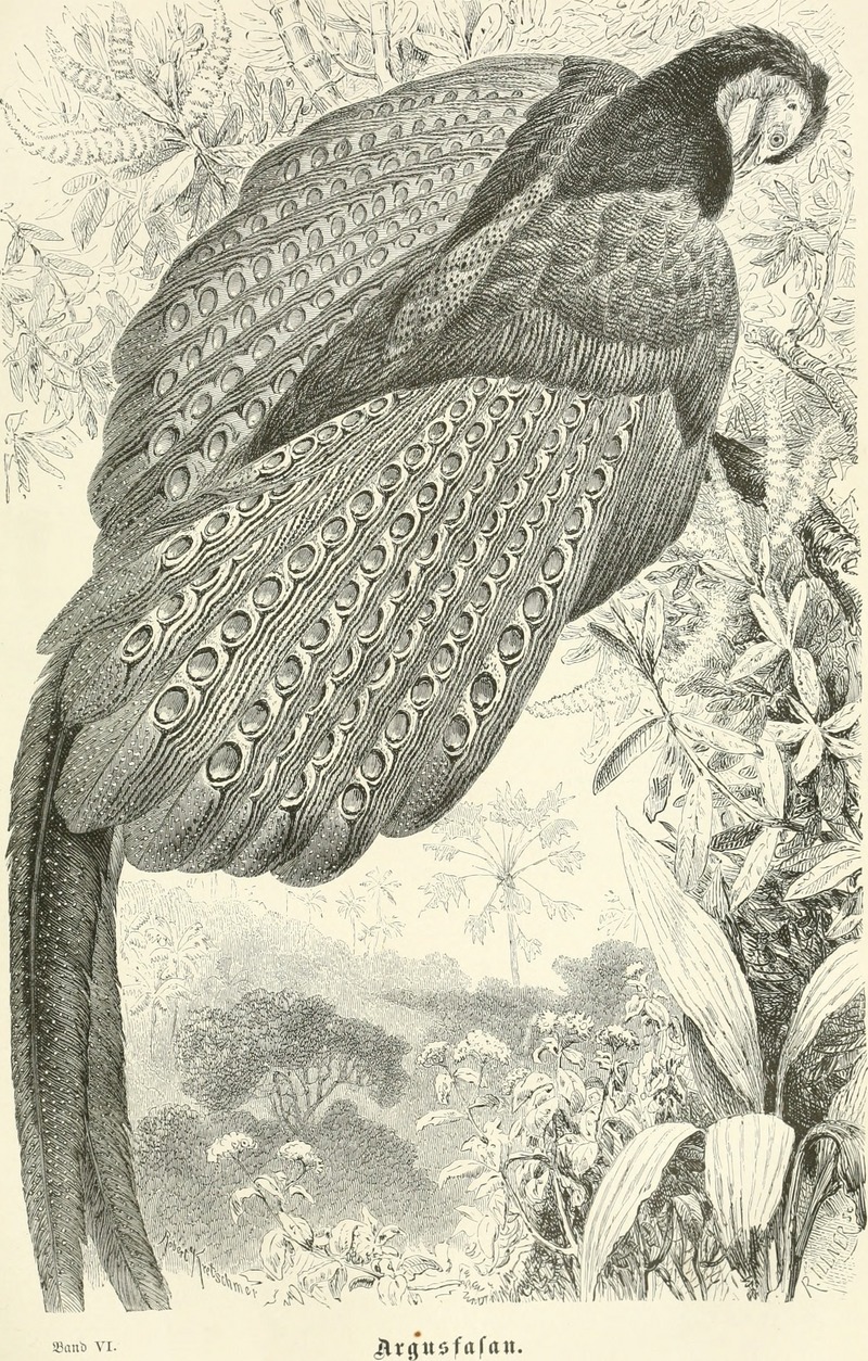 great argus pheasant (Argusianus argus); DISPLAY FULL IMAGE.