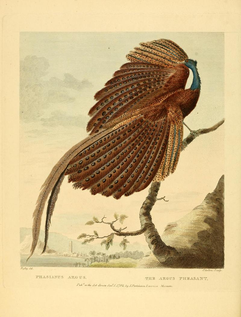 great argus pheasant (Argusianus argus); DISPLAY FULL IMAGE.