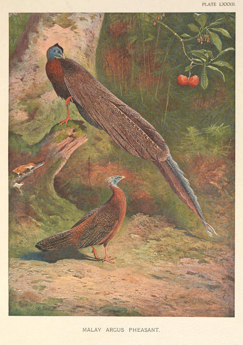 great argus pheasant (Argusianus argus); DISPLAY FULL IMAGE.