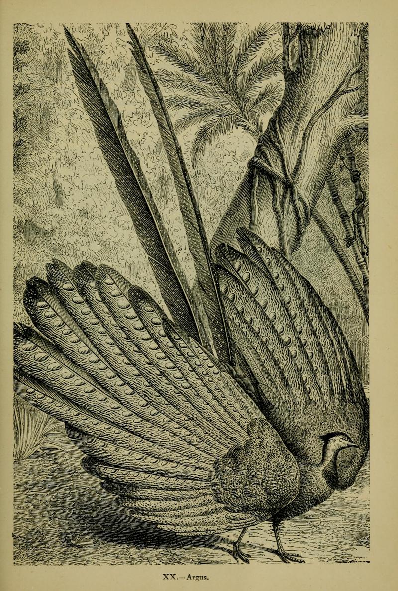 great argus pheasant (Argusianus argus); DISPLAY FULL IMAGE.