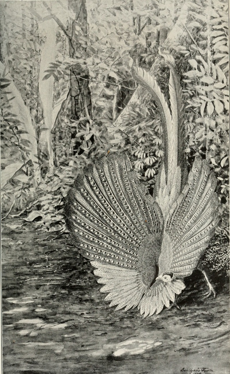 great argus pheasant (Argusianus argus); DISPLAY FULL IMAGE.
