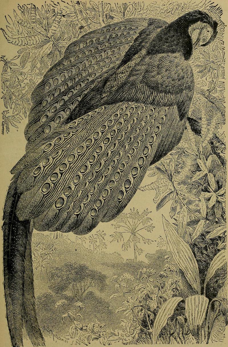 great argus pheasant (Argusianus argus); DISPLAY FULL IMAGE.