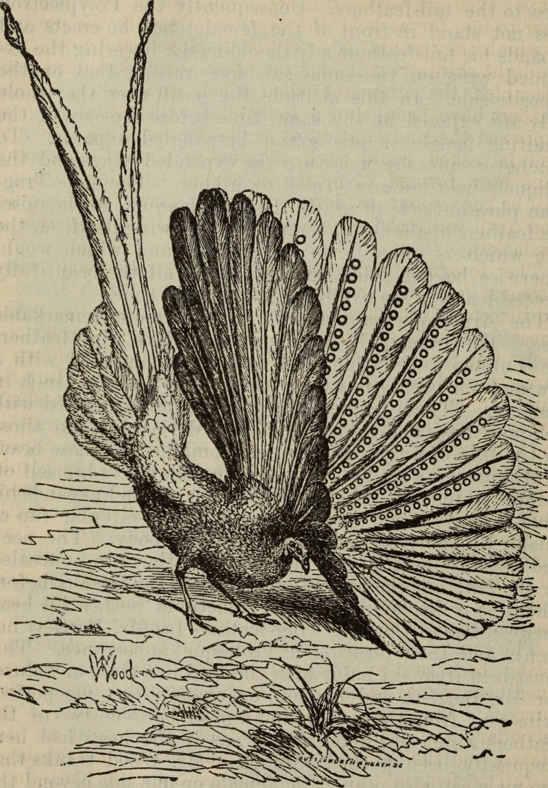 great argus pheasant (Argusianus argus); DISPLAY FULL IMAGE.