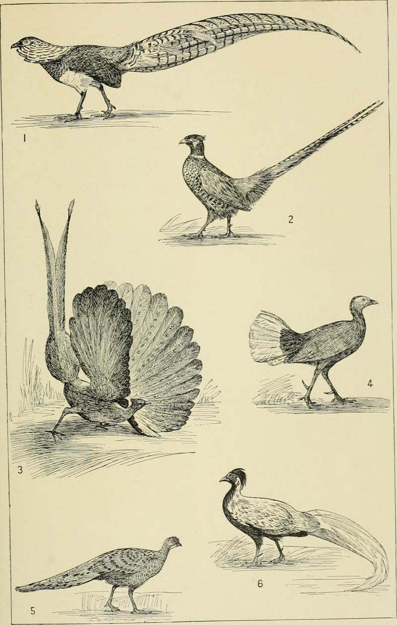 Lady Amherst's pheasant (Chrysolophus amherstiae), ring-necked pheasant (Phasianus colchicus), great argus pheasant (Argusianus argus), Bulwer's wattled pheasant (Lophura bulweri), grey peacock-pheasant (Polyplectron bicalcaratum), silver pheasant (Lophura nycthemera); DISPLAY FULL IMAGE.