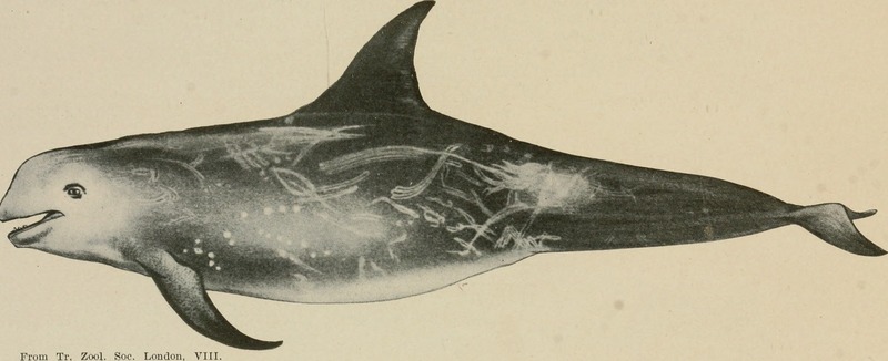 Risso's dolphin (Grampus griseus); DISPLAY FULL IMAGE.