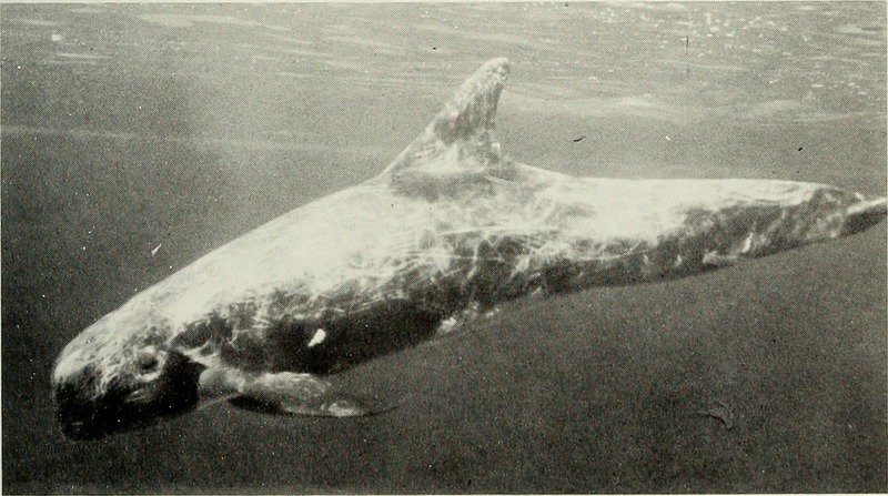 Risso's dolphin (Grampus griseus); DISPLAY FULL IMAGE.