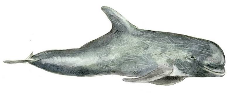 Risso's dolphin (Grampus griseus); DISPLAY FULL IMAGE.