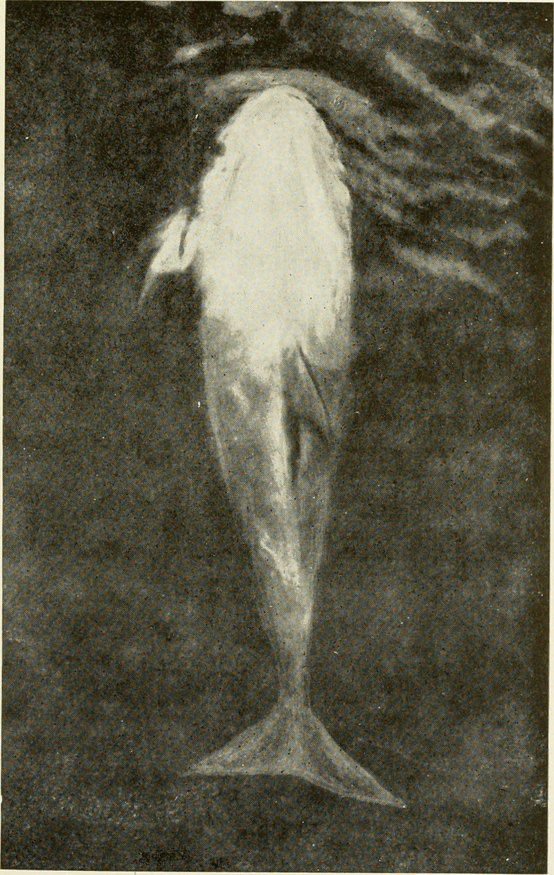 Risso's dolphin (Grampus griseus); DISPLAY FULL IMAGE.