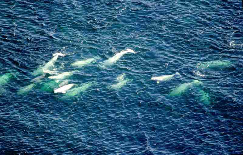 beluga whale (Delphinapterus leucas); DISPLAY FULL IMAGE.