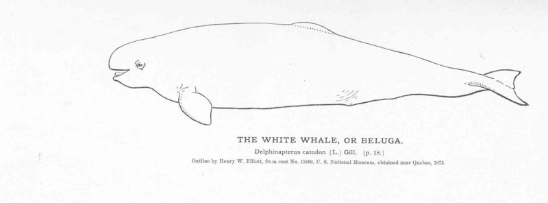 beluga whale (Delphinapterus leucas); DISPLAY FULL IMAGE.