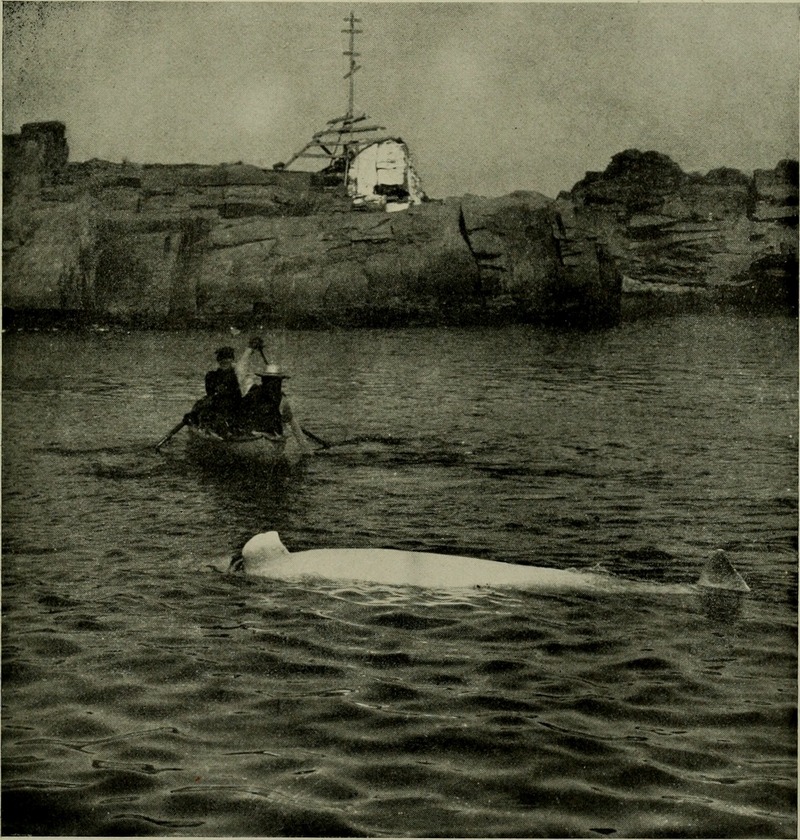 beluga whale (Delphinapterus leucas); DISPLAY FULL IMAGE.