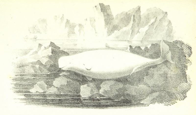 beluga whale (Delphinapterus leucas); DISPLAY FULL IMAGE.
