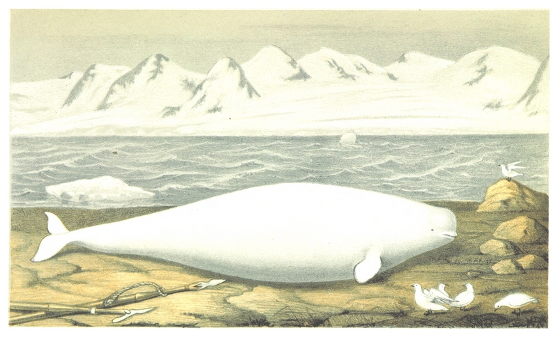 beluga whale (Delphinapterus leucas); DISPLAY FULL IMAGE.