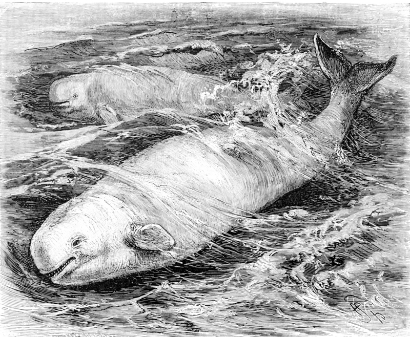 beluga whale (Delphinapterus leucas); DISPLAY FULL IMAGE.