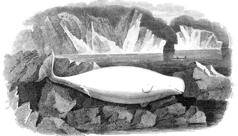 beluga whale (Delphinapterus leucas); DISPLAY FULL IMAGE.