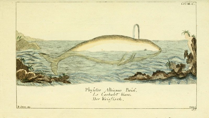 beluga whale (Delphinapterus leucas); DISPLAY FULL IMAGE.