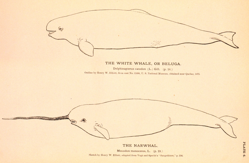 beluga whale (Delphinapterus leucas), narwhal (Monodon monoceros); DISPLAY FULL IMAGE.