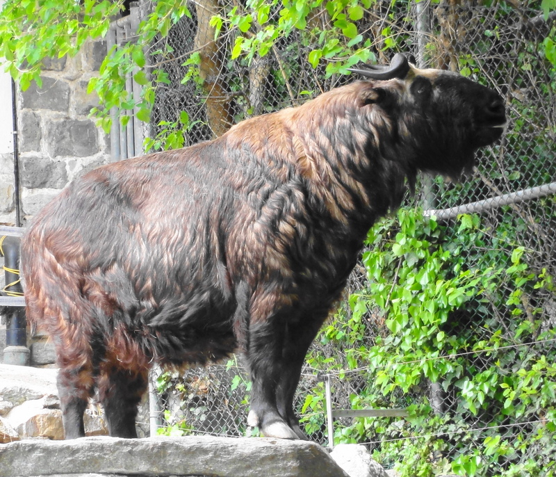 Mishmi takin (Budorcas taxicolor taxicolor); DISPLAY FULL IMAGE.