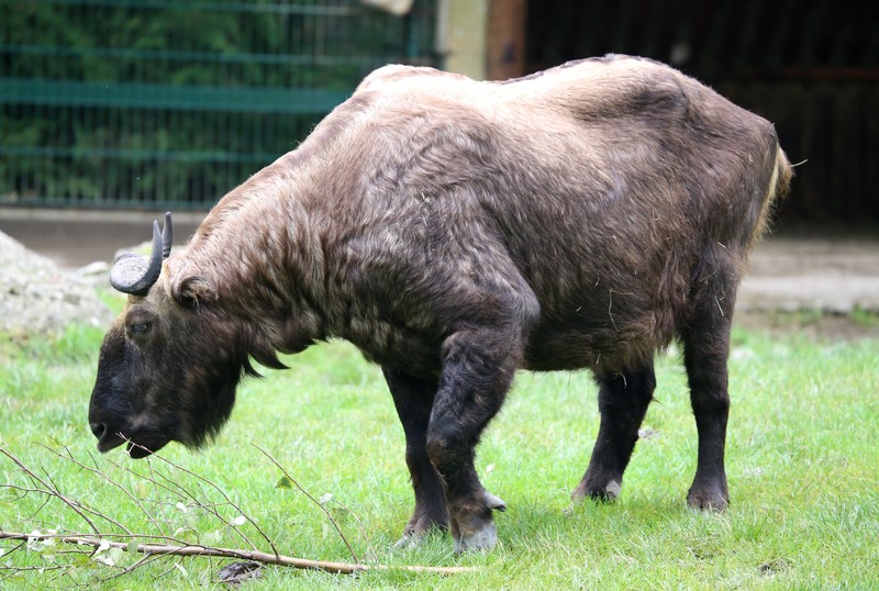 Mishmi takin (Budorcas taxicolor taxicolor); DISPLAY FULL IMAGE.