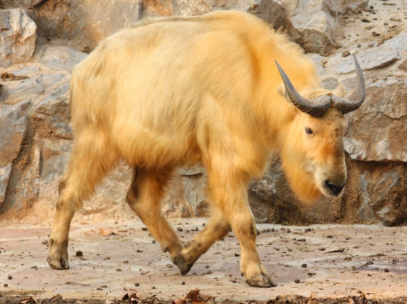 golden takin (Budorcas taxicolor bedfordi); DISPLAY FULL IMAGE.