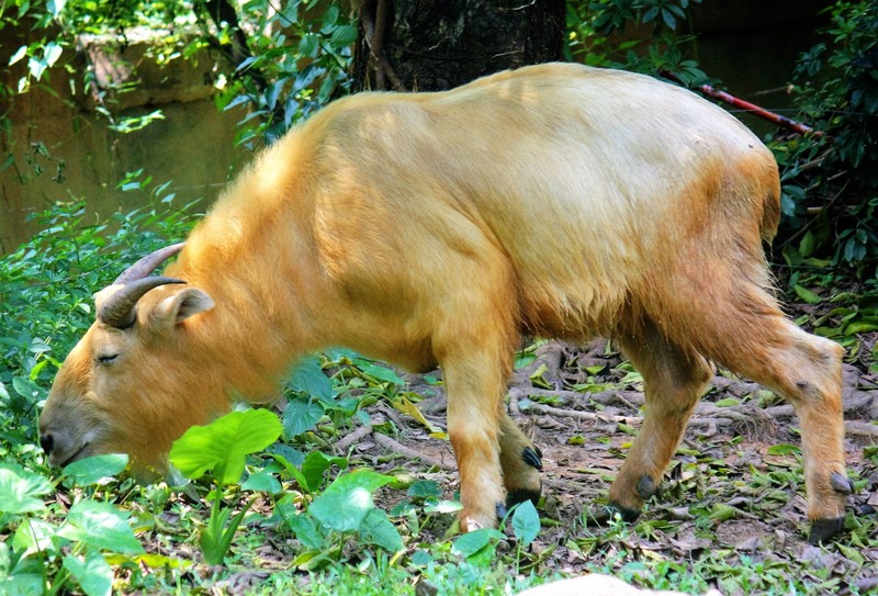 golden takin (Budorcas taxicolor bedfordi); DISPLAY FULL IMAGE.