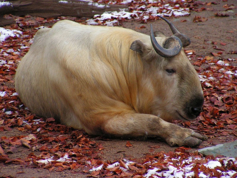 golden takin (Budorcas taxicolor bedfordi); DISPLAY FULL IMAGE.