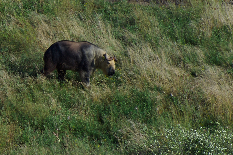 Sichuan takin (Budorcas taxicolor tibetana); DISPLAY FULL IMAGE.