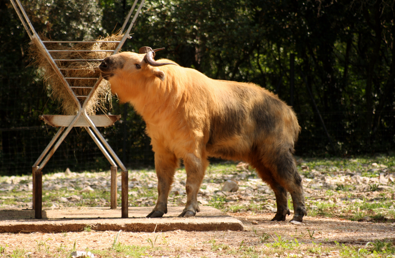 Sichuan takin (Budorcas taxicolor tibetana); DISPLAY FULL IMAGE.