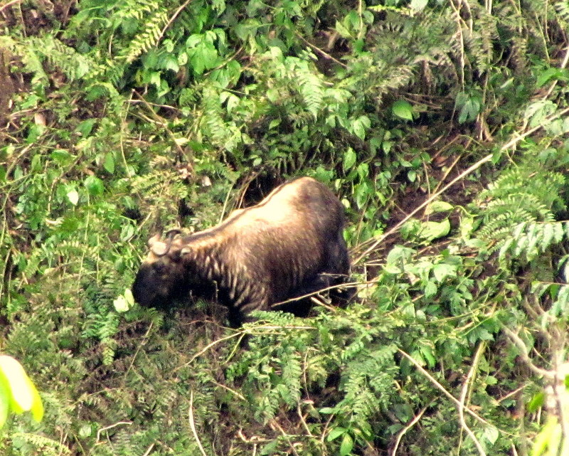 Bhutan takin (Budorcas taxicolor whitei); DISPLAY FULL IMAGE.