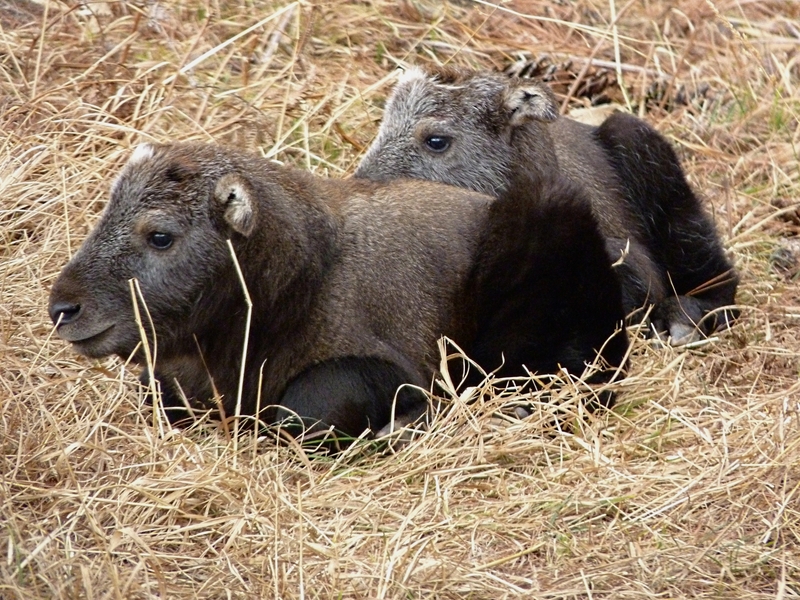 Bhutan takin (Budorcas taxicolor whitei); DISPLAY FULL IMAGE.