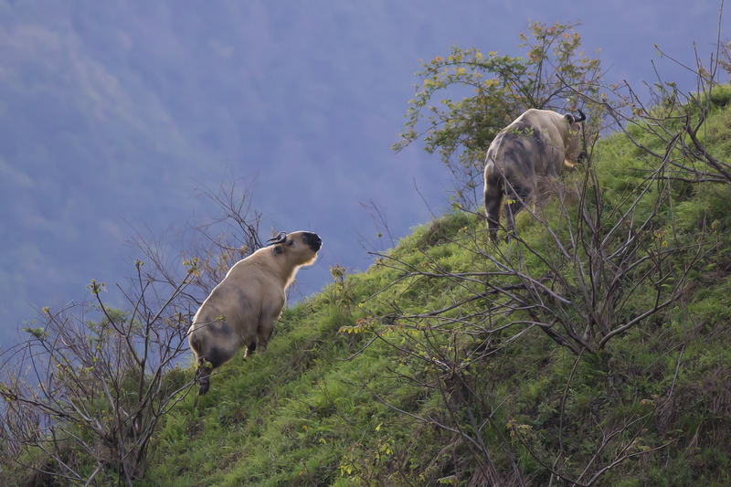 takin (Budorcas taxicolor); DISPLAY FULL IMAGE.