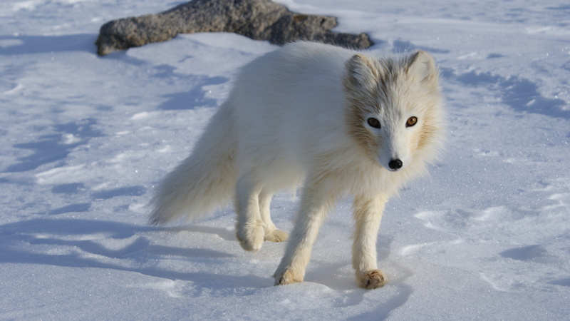 Arctic fox (Vulpes lagopus); DISPLAY FULL IMAGE.