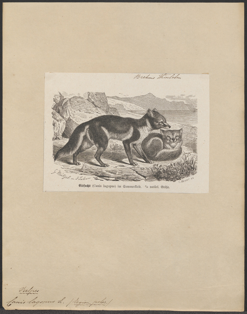Arctic fox (Vulpes lagopus); DISPLAY FULL IMAGE.