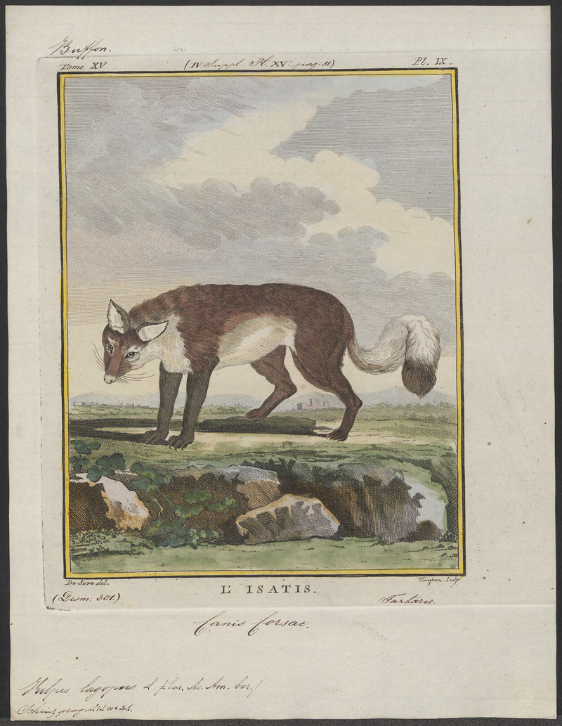 Arctic fox (Vulpes lagopus); DISPLAY FULL IMAGE.