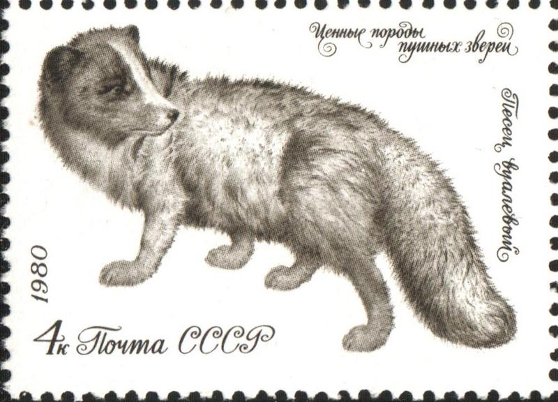 Arctic fox (Vulpes lagopus); DISPLAY FULL IMAGE.