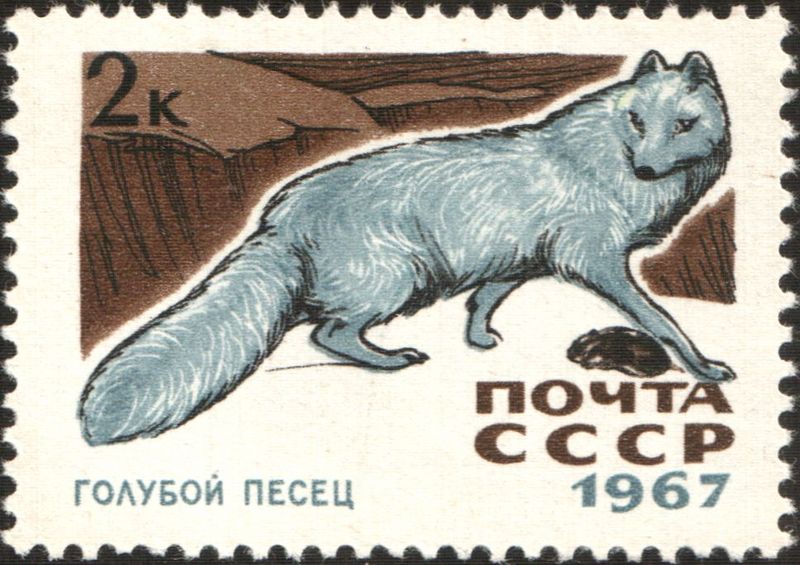 Arctic fox (Vulpes lagopus); DISPLAY FULL IMAGE.