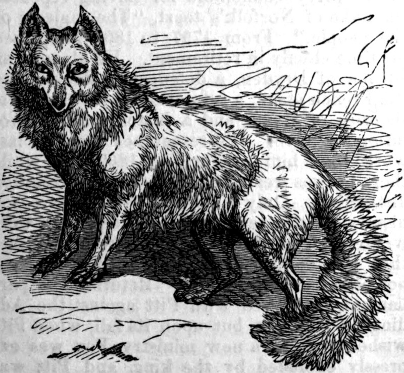 Arctic fox (Vulpes lagopus); DISPLAY FULL IMAGE.
