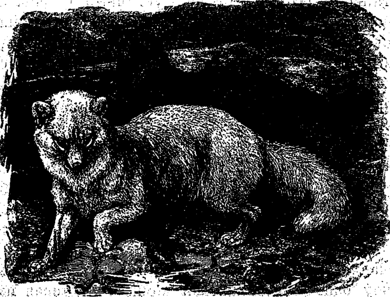 Arctic fox (Vulpes lagopus); DISPLAY FULL IMAGE.