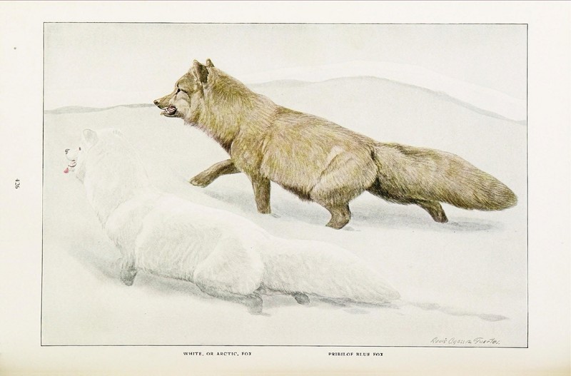 Arctic fox (Vulpes lagopus); DISPLAY FULL IMAGE.