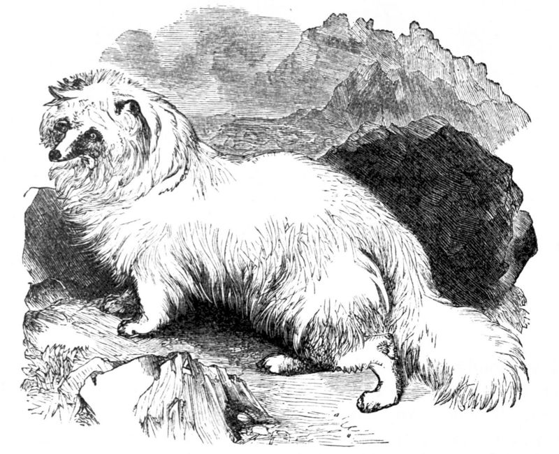 Arctic fox (Vulpes lagopus); DISPLAY FULL IMAGE.