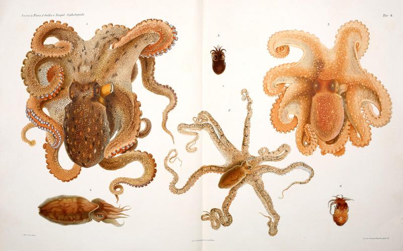 common octopus (Octopus vulgaris), Lilliput longarm octopus (Macrotritopus defilippi), spider octopus (Octopus salutii), pink cuttlefish (Sepia orbignyana), dwarf bobtail squid (Sepiola rondeleti); DISPLAY FULL IMAGE.