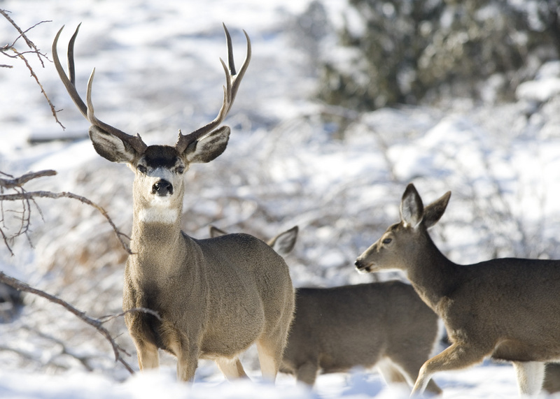 mule deer (Odocoileus hemionus); DISPLAY FULL IMAGE.