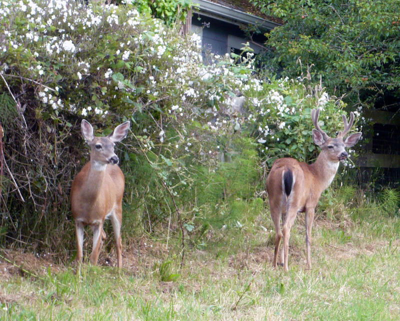 California mule deer (Odocoileus hemionus californicus); DISPLAY FULL IMAGE.