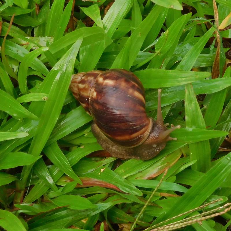 giant East African snail (Lissachatina fulica); DISPLAY FULL IMAGE.