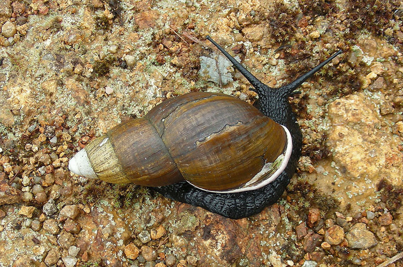 giant East African snail (Lissachatina fulica); DISPLAY FULL IMAGE.